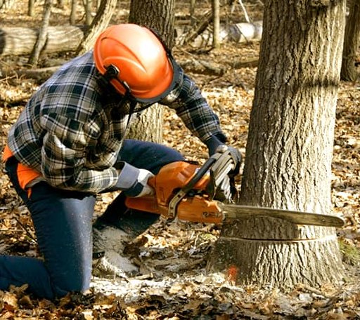 Tree Removal in Dorset, OH
